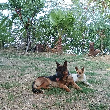Palapico Hotel Bonifati Bagian luar foto
